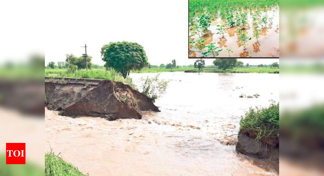 Breaches, Rain Inundate Fields In Malwa, Farmers Worried 