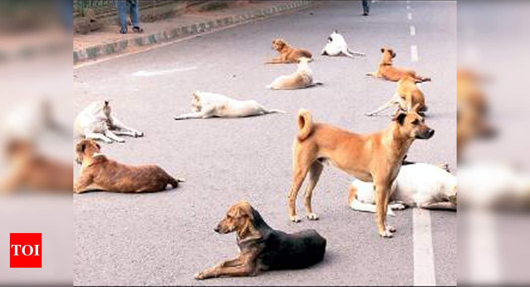 Bite this: 5,000 stray dogs added to Chandigarh in seven years | Chandigarh  News - Times of India