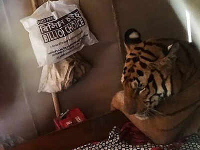 Flood fury forces Kaziranga tiger to take shelter in shop
