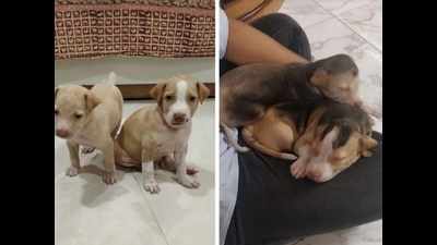 Mumbai: Indie pups given for adoption sold illegally as 'beagle breed' after dyeing