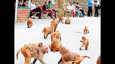 Order to cull Himachal Pradesh’s ‘vermin’ monkeys draws activists’ ire