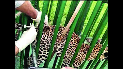 Forest department starts radio tagging of leopards in Surat district