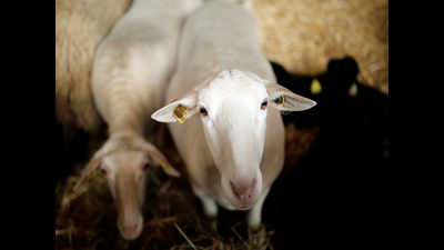 Sheep rearing scheme turns into a scam in Telangana