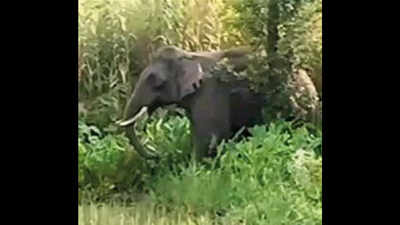 Stray elephant eats up banana trees, damages house near PTR