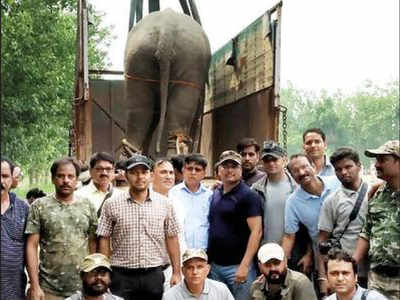 Wild tuskers find ‘home’ in Pilibhit Tiger Reserve