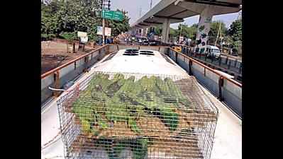 60 parakeets stuffed in cage found in Delhi-bound bus