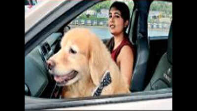 Kolkata: Pet cabs offer easy trips for man's best friend | Kolkata ...
