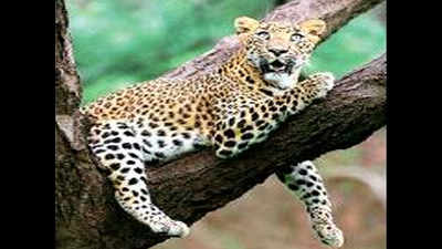 ‘Juliet’ goes missing from Jhalana, forest department starts search operations to trace leopard