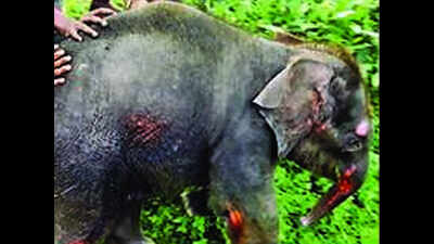 Dooars tea workers save elephant calf