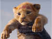 
'The Lion King' box office collection day 2: The Jon Favreau's directorial made Rs. 19 crores on its second day

