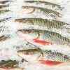 10 healthiest Indian fish varieties and why you must have them