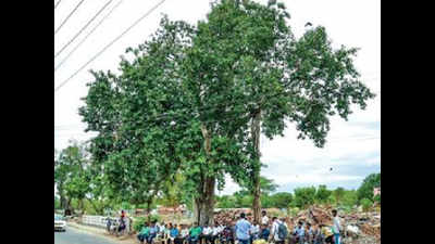 Madurai: Villagers celebrate 100th birthday of 2 banyan trees