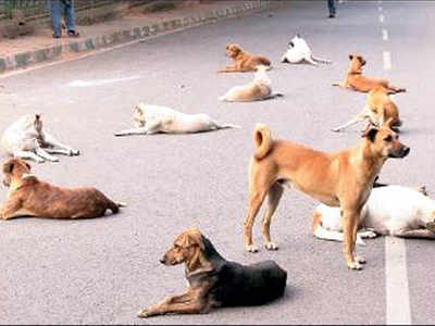 In past 5 months, Goa saw 68 dog bite cases every day