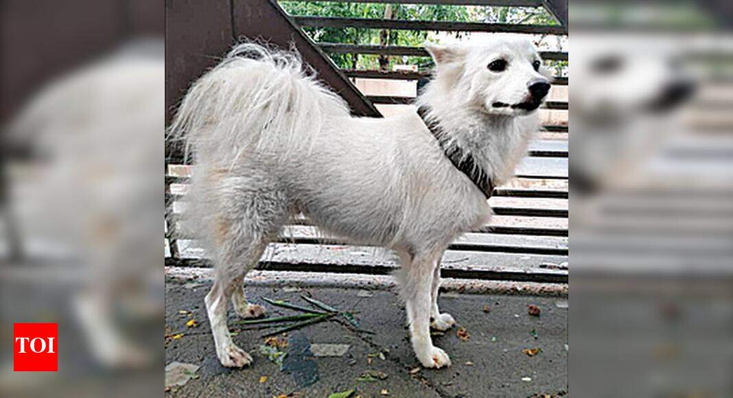 Kerala Owner abandons dog, says Pomeranian had ‘illicit affair