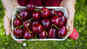 Health benefits of cherries