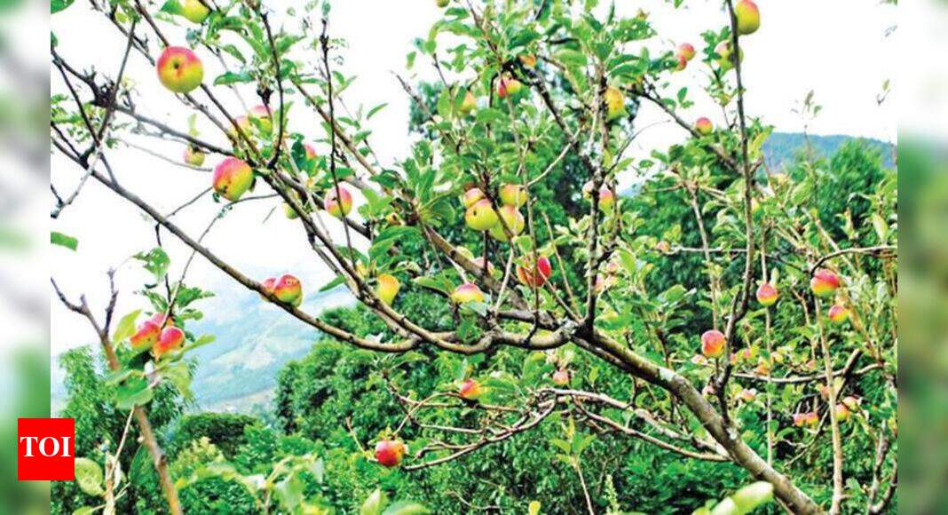 Apple harvesting begins in Kanthalloor Kochi News Times of India