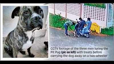 Three men steal dog from a ‘safe’ colony, Tingu’s owner left in tears
