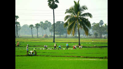 Poor rain won’t hit paddy output: P K Majumdar