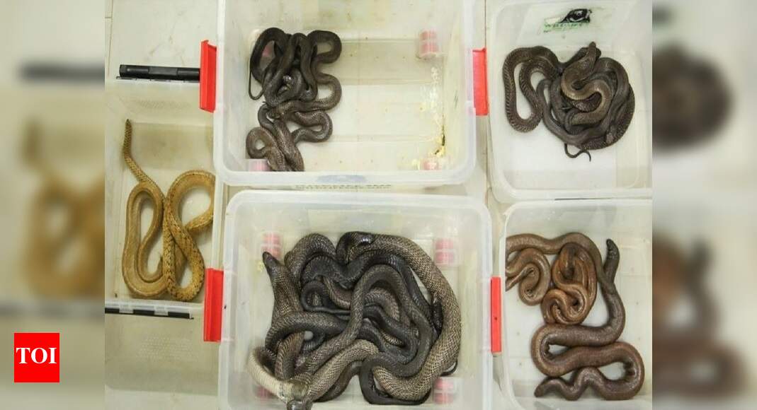 16 snakes rescued from snake charmers in Mathura, Vrindavan | Agra News ...