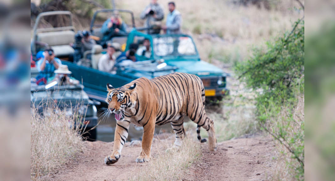 sariska tiger reserve safari