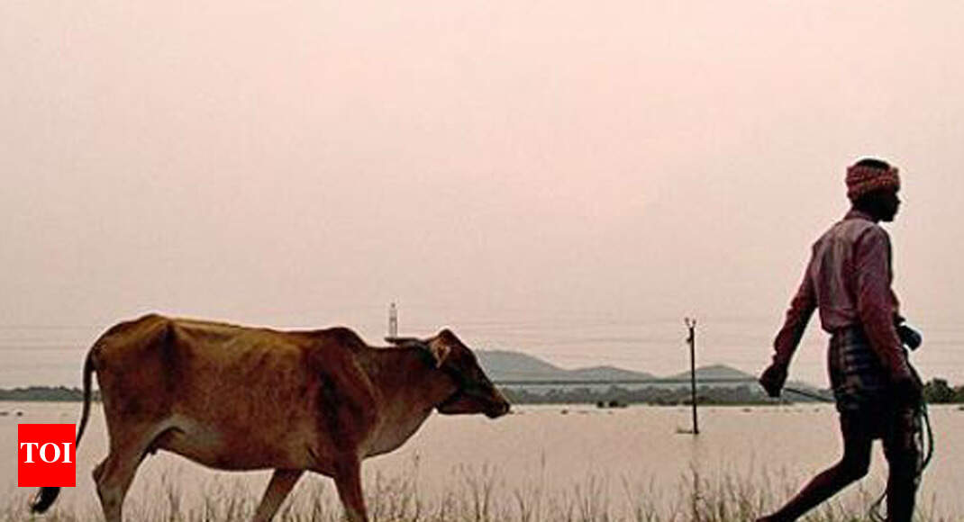 Cattle thieves challenge BSF with booby traps