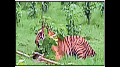 Tigress beaten to death by villagers in Pilibhit