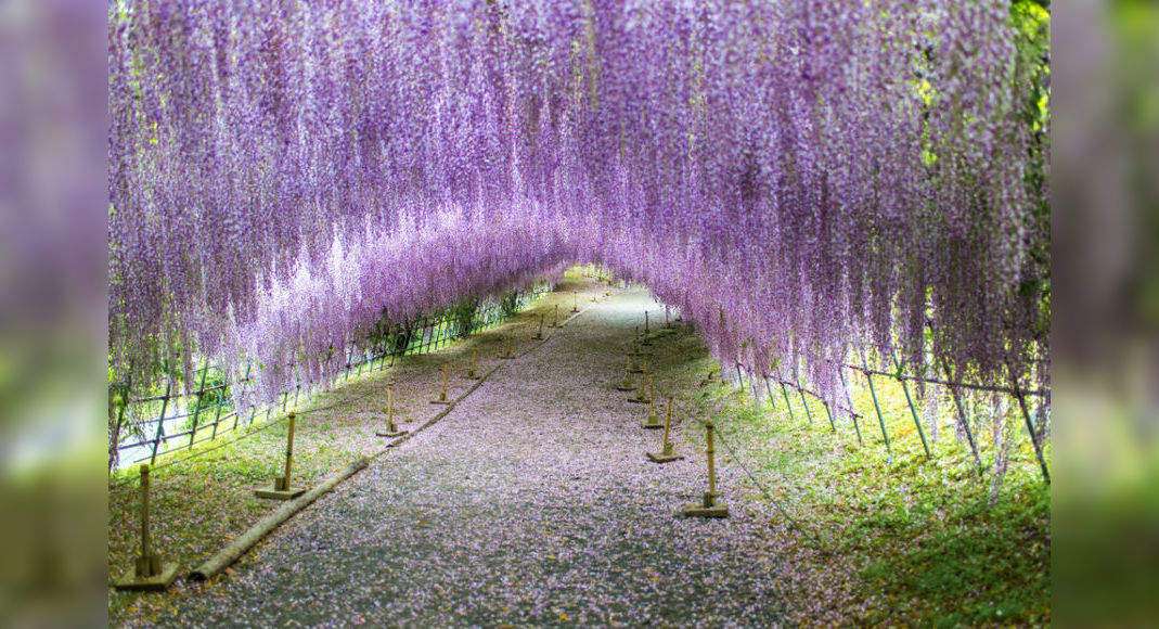 wisteria-tunnel-in-japan-is-a-world-of-wonder-these-pictures-are-proof