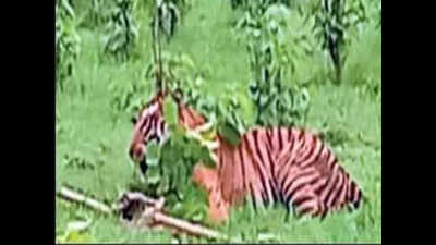 43 booked for beating tigress to death in UP's Pilibhit