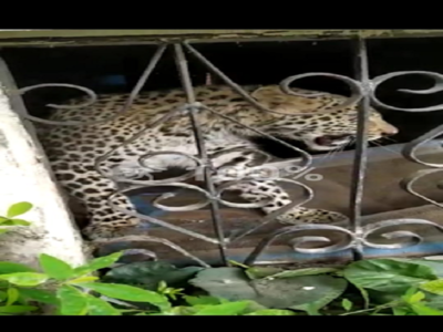 Uttarakhand: Leopard enters house in Pithoragarh, creates panic