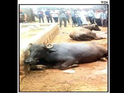 Mystery death of 70 cattle heads in Mohali village | Chandigarh News - Times of India Mystery death of 70 cattle heads in Mohali village | Chandigarh News - Times of India