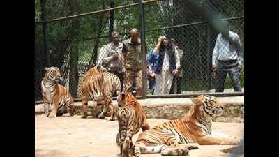 Tiger cub named after athlete Hima Das in Bengaluru