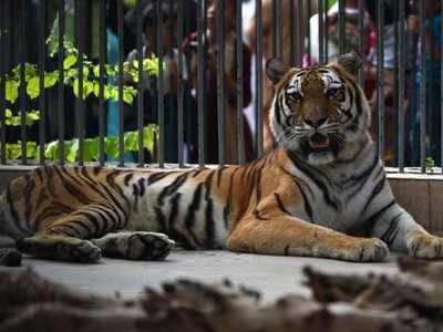 An open letter to PM Modi and Prakash Javadekar from tigers of India