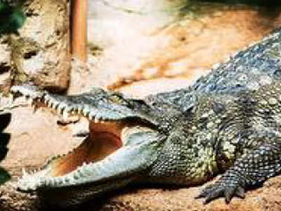 Rare captive albino crocodile 'Mali' lays eggs in Bhitarkanika