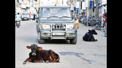 Ahmedabad: Owner of cows held for culpable homicide bid