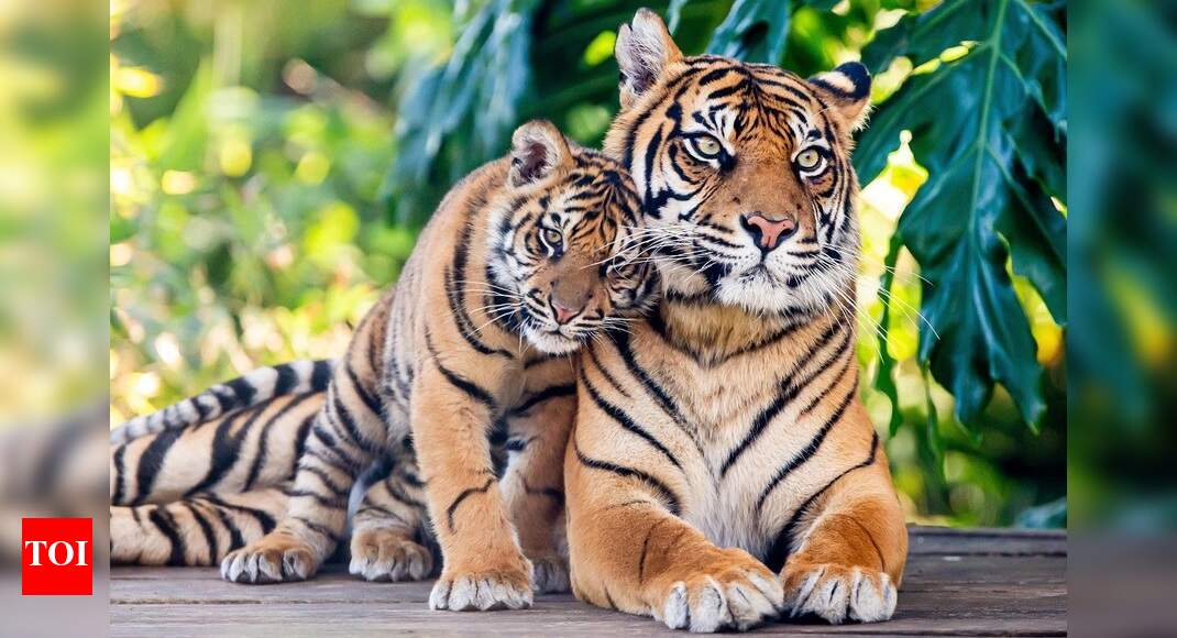 India Home To 2967 Tigers More Than 70 Of Wild Tigers That World Inhabits India News Times Of India