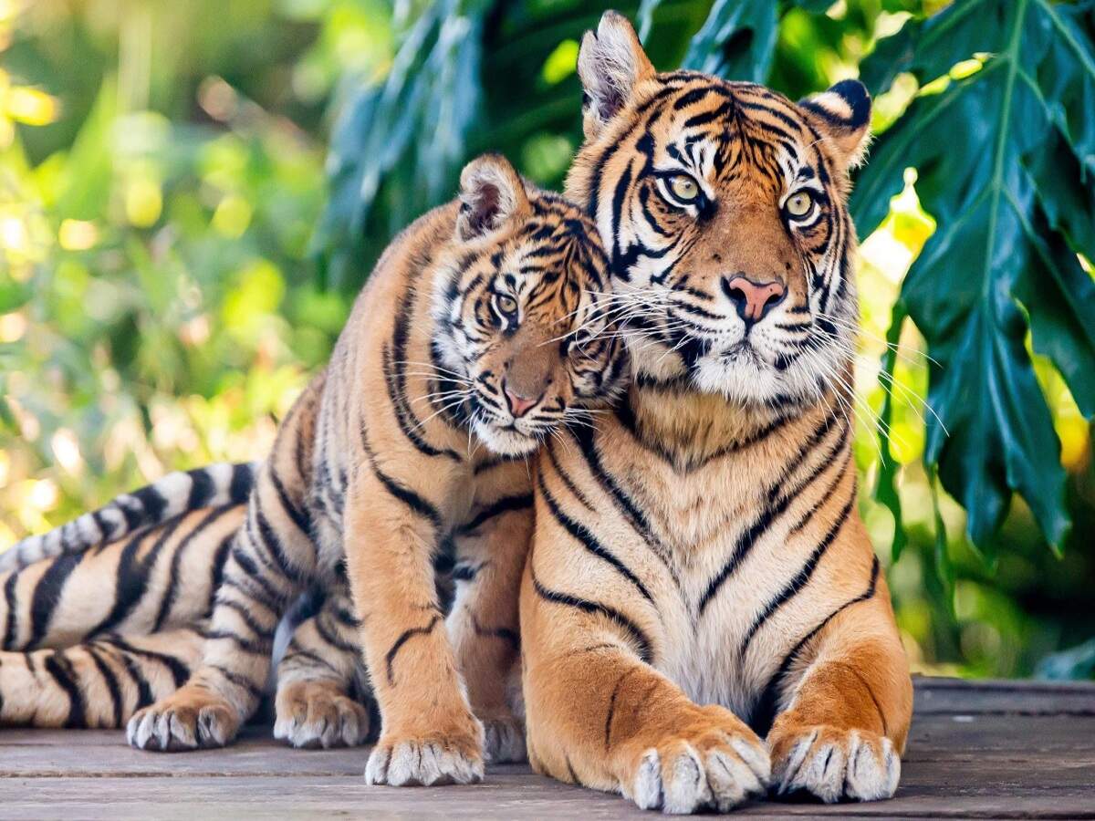 Tigers