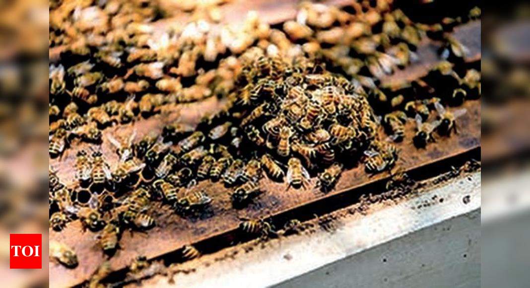 Beekeepers try to keep bees – and livelihoods – from going extinct