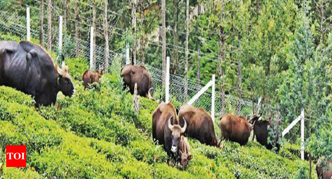 Tamil Nadu: Straying wild animals worrisome | Coimbatore News - Times