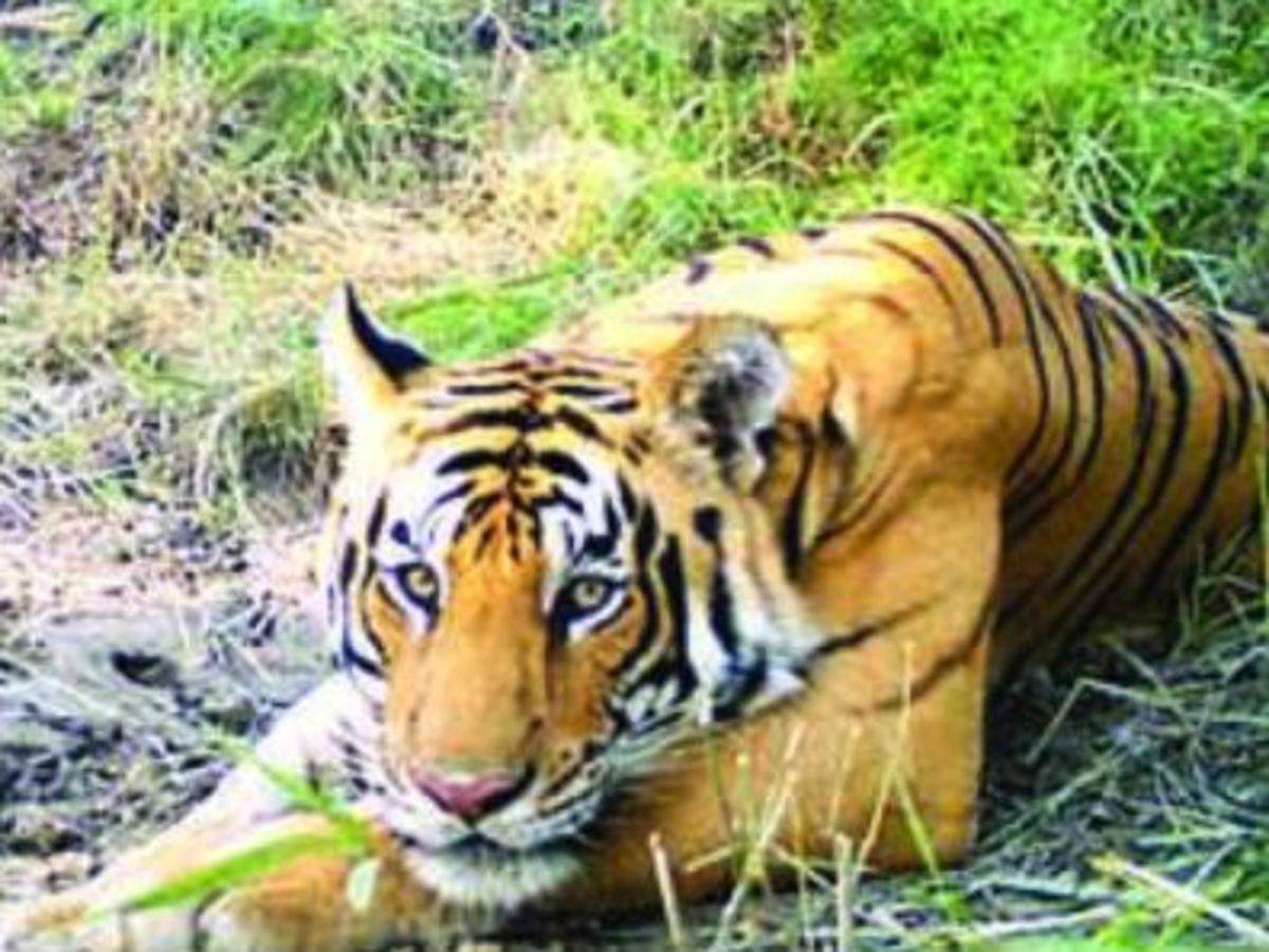 Big cat count surges to 31 in Valmiki Tiger Reserve | Patna News - Times of  India