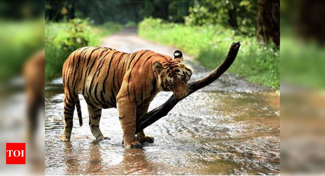 Nepal and India Count their Bengals in Tiger Census