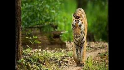 Roaring Rajasthan: Tiger count up 115%