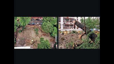 Dhakuria locals question KMC tree-felling for water project