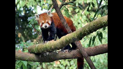 Darjeeling zoo to release four red pandas in the wild