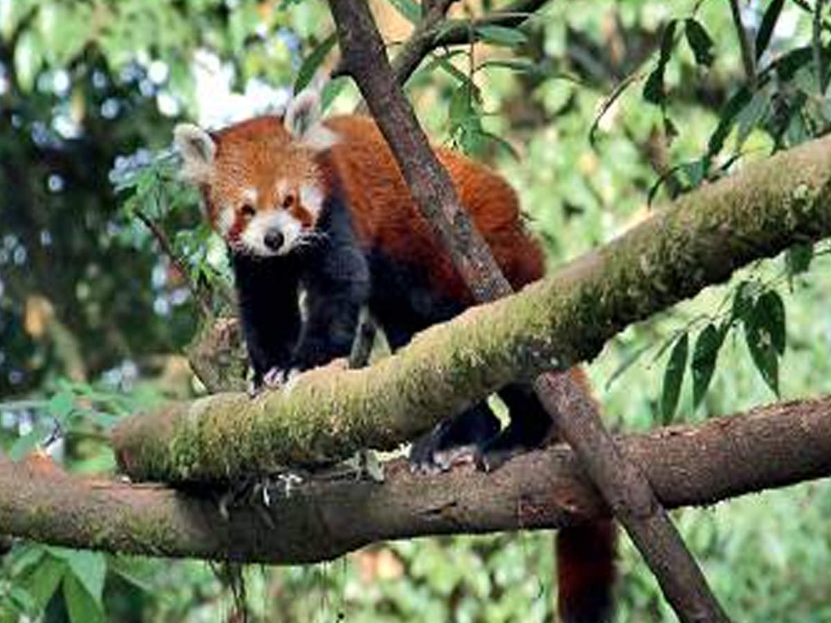 Darjeeling Zoo To Release Four Red Pandas In The Wild Kolkata News Times Of India