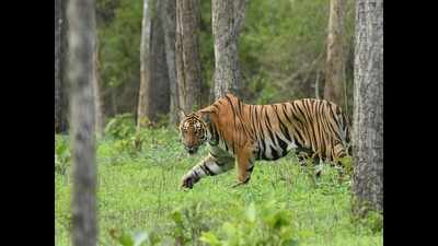 Home to 524 tigers, Karnataka loses tag to Madhya Pradesh