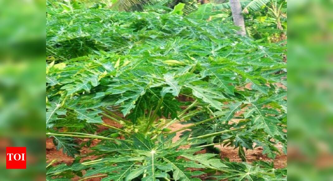 Bengaluru dengue cases Papaya leaf helps, but is no miracle cure, say experts Bengaluru News