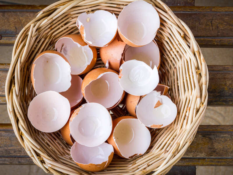 Crushed eggshells could soon be used to repair bone damage Times of India