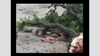 Falling tree branch kills woman in Tamil Nadu