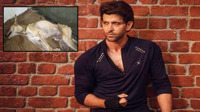 Hrithik Roshan protests against attack on dog, urges people to sign petition to increase penalty for animal cruelty