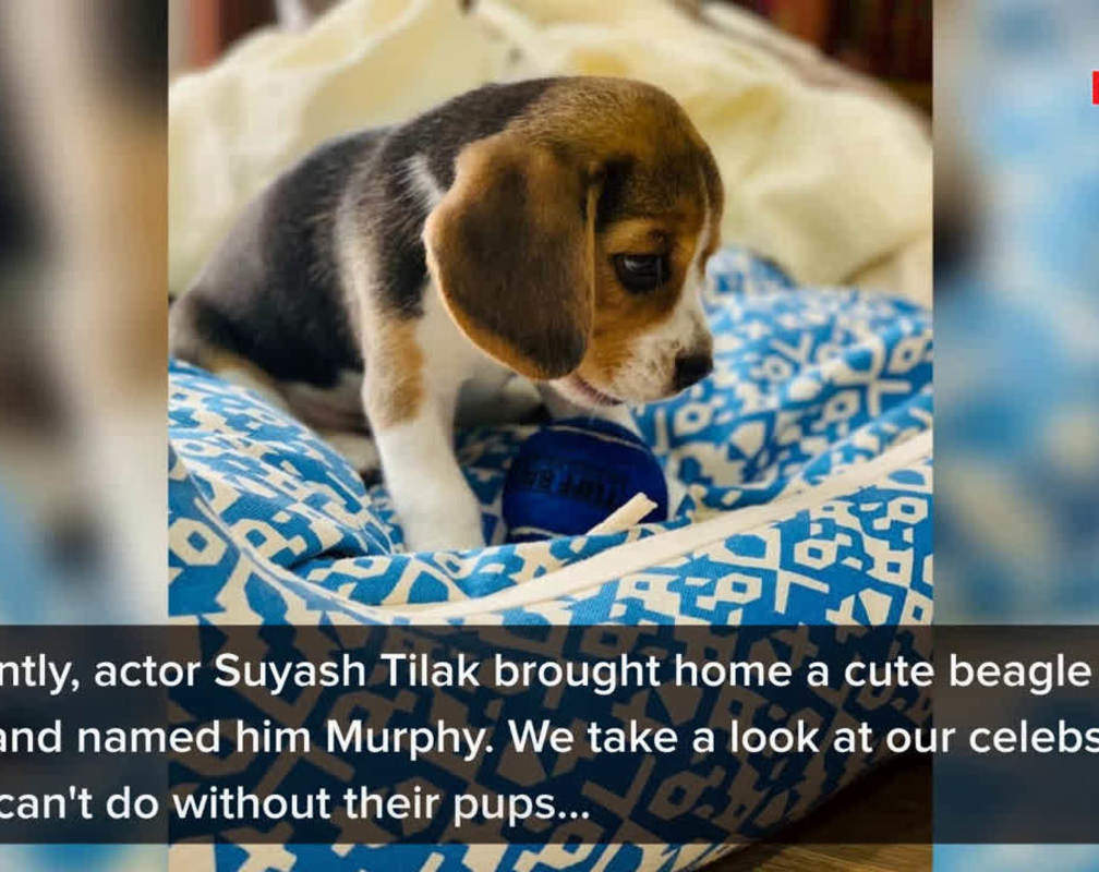 
Meet Marathi celebs and their adorable pets
